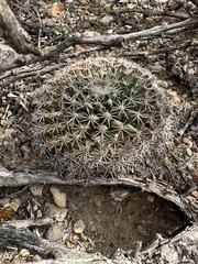 Mammillaria meiacantha