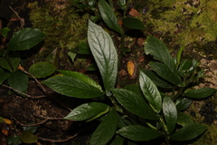 Elatostema reticulatum