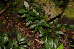 Elatostema reticulatum