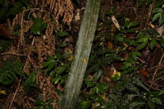 Helmholtzia glaberrima