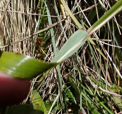Anthoxanthum redolens