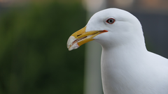 Larus dominicanus