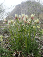 Castilleja pallida caudata