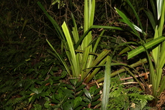 Helmholtzia glaberrima