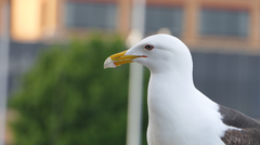 Larus dominicanus