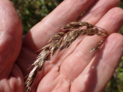 Anthoxanthum redolens