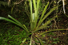 Helmholtzia glaberrima