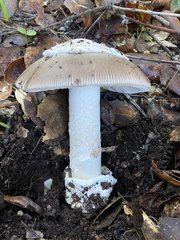 Amanita calyptratoides