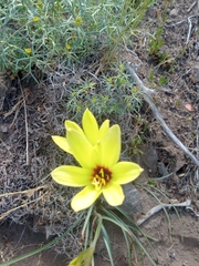 Zephyranthes gilliesiana
