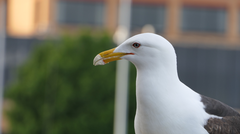 Larus dominicanus