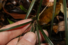 Cyperus tetraphyllus