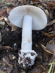 Amanita calyptratoides