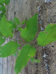 Celtis laevigata