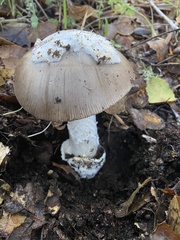 Amanita calyptratoides