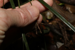 Cyperus tetraphyllus