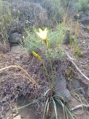 Zephyranthes gilliesiana