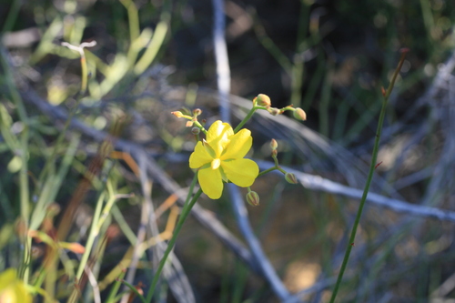 Image of Hibbertia conspicua by (c) Benjamin Anderson, some rights reserved (CC BY)