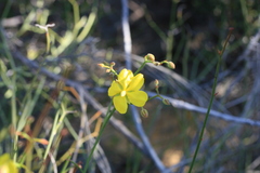 Hibbertia conspicua