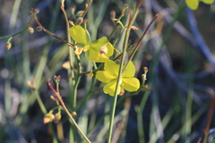Hibbertia conspicua