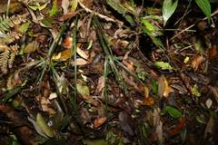 Cyperus tetraphyllus