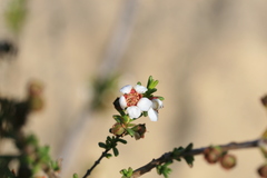Chamelaucieae