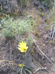 Zephyranthes gilliesiana