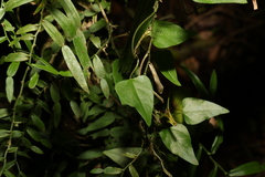 Vincetoxicum paniculatum