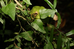 Vincetoxicum paniculatum