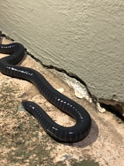 Siphonops
