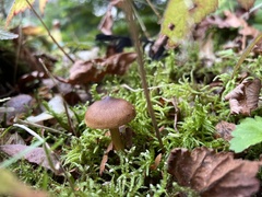 Cortinarius croceus
