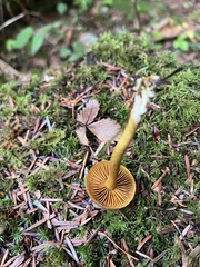 Cortinarius croceus