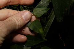 Vincetoxicum paniculatum