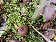 Cortinarius croceus