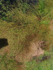 Juncus diffusissimus