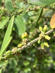 Suregada aequorea