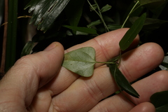 Vincetoxicum paniculatum