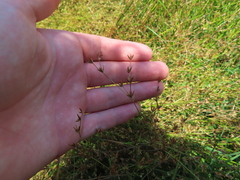 Juncus diffusissimus