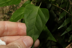 Vincetoxicum paniculatum