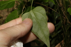 Vincetoxicum paniculatum