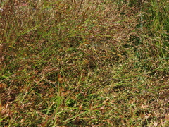 Juncus diffusissimus