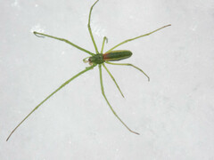 Tetragnatha viridis