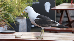 Larus dominicanus