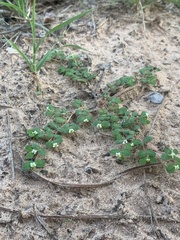 Euphorbia cordifolia