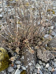 Epilobium melanocaulon