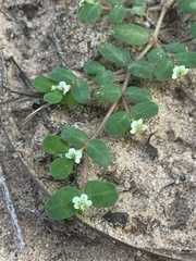 Euphorbia cordifolia