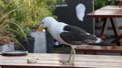 Larus dominicanus