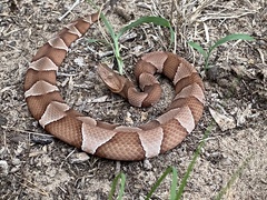 Agkistrodon laticinctus