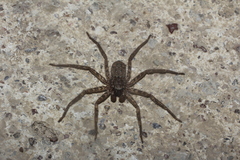 Selenops mexicanus