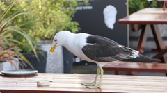 Larus dominicanus