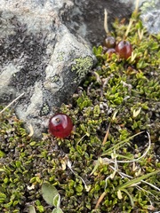 Coprosma atropurpurea